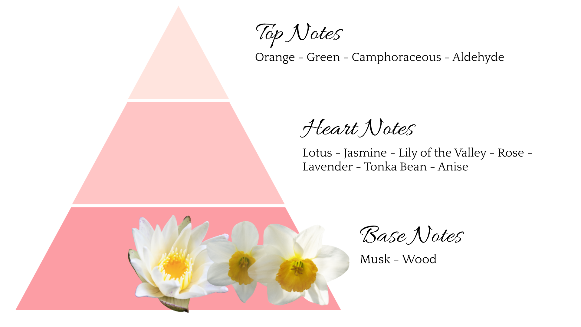 LOTO BIANCO NARCISO ENG 2